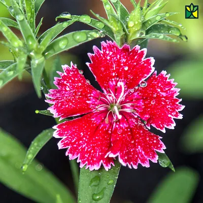 Buy Dianthus Baby Doll Mix Color Seeds Online | Farmers Stop