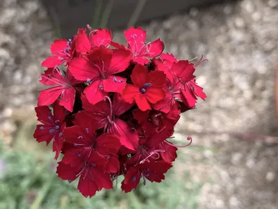 DIANTHUS barbatus SWEET DEEP PINK MAXINE - Muller Seeds