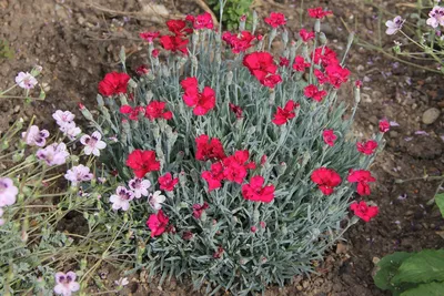 Dianthus - Order Online