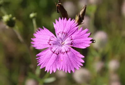 Dianthus campestris - Wikispecies