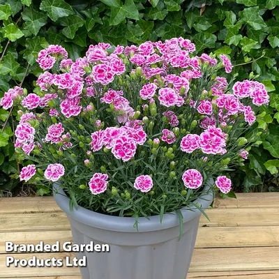 10.5cm Dianthus - D and M Garden Centre