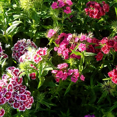 Buy Dianthus Flowers Online UK | Fine Food Specialist