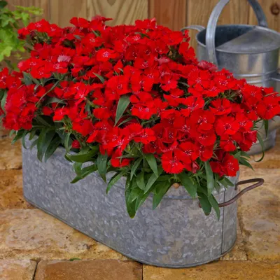 Carnation Dianthus Potted Plant