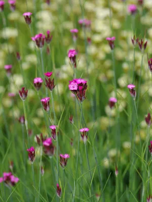 Dianthus Cottage Garden Pinks Collection - JParkers