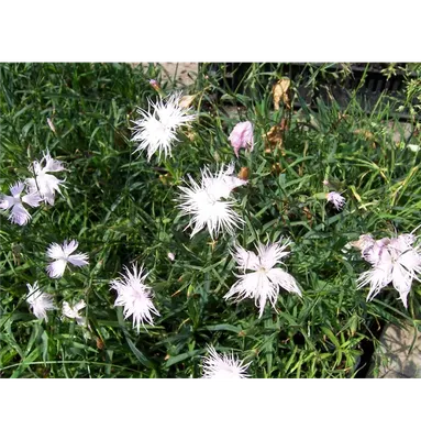 DIANTHUS (Edible Mix)