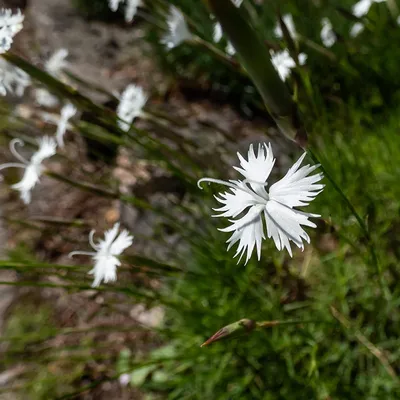 Dianthus - Kings Colour Your Garden | Perennials | Kings Plant Barn | NZ  Garden Centres, Shop Online, Cafes