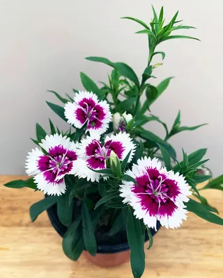 Dianthus x barbatus Diabunda™ Purple Picotee'