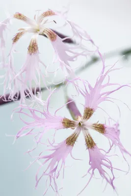 Plants, Dianthus carthusianorum - The Beth Chatto Gardens