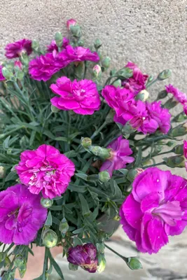 Dianthus 'Annette' - D'arcy and Everest