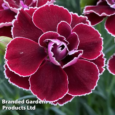 Dianthus – Gourmet Sweet Botanicals