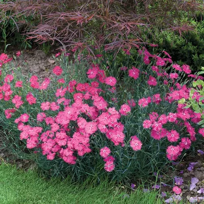 Hollandia Purple Crown Dianthus Seeds | Baker Creek Seeds