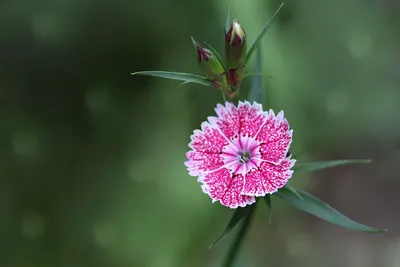 Dianthus monspessulanus