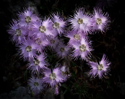 Fragrant Snowflake Dianthus | High Country Gardens