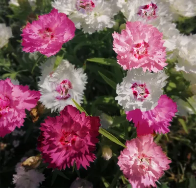 Bloom Bouquet Dianthus Vase | Dartington Crystal | Dartington Crystal