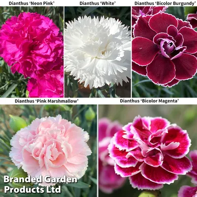 Shop Dianthus Plant online | Unlimited Greens – unlimitedgreens