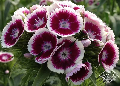 Sweet William Dianthus Organic Seeds – Hudson Valley Seed Company