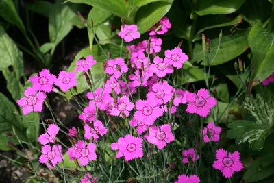 Dianthus gratianopolitanus | White Flower Farm