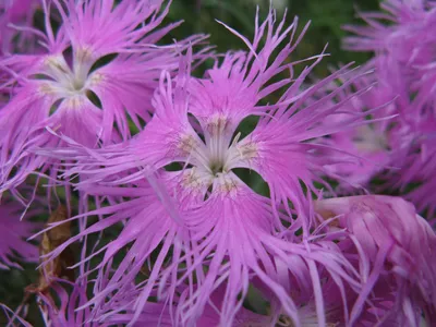 Dianthus Barbatus, Sweet William Flower Plant Blooming Over Green  Background Stock Image - Image of flora, beauty: 179397431