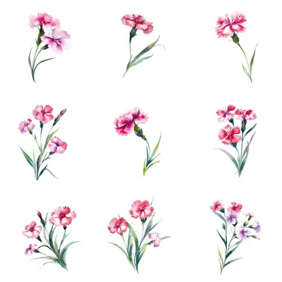 Dianthus deltoides - Wikipedia