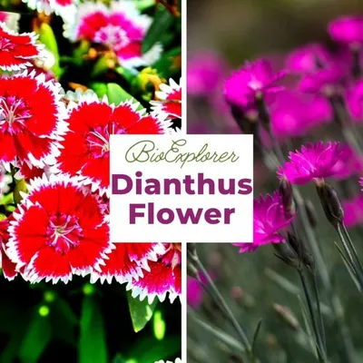 CF Dianthus Sweet Pink : Egmont Seed Company Ltd, Online seed sales