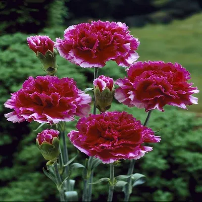 Dianthus, Zebra Crossing