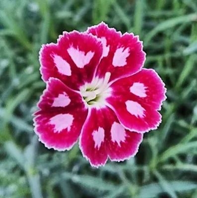 Constant Beauty Red Dianthus