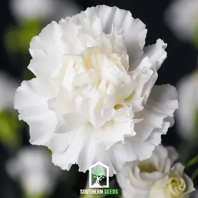 Vip Dianthus - VIP roses