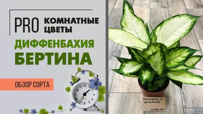 Диффенбахия Кул Бьюти – Купить Диффенбахия Кул Бьюти в Киеве с доставкой