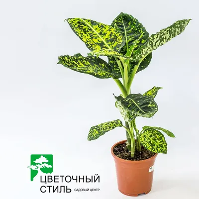 Коллекции растений ЦСБС СО РАН - Dieffenbachia oerstedtii Schott –  Диффенбахия Эрстеда