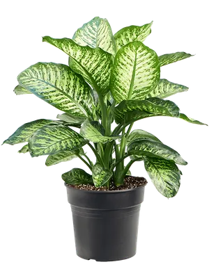 Диффенбахия пятнистая (Dieffenbachia Mars) 65 см - купить в Минске с  доставкой, цена и фото в интернет-магазине Cvetok.by