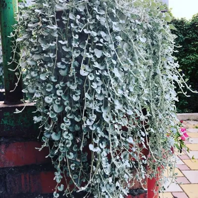 Dichondra Silver Falls argentea (Дихондра) | Растения за градината