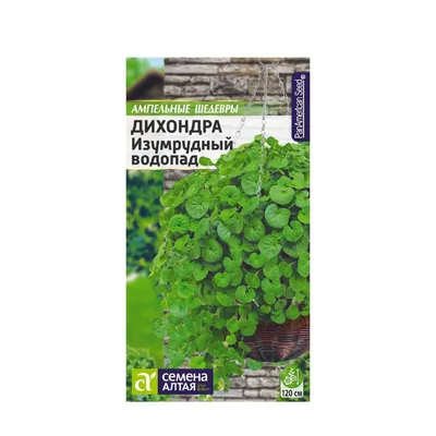 Дихондра Сильвер Фолс - Питомник саженцев и сортовых растений \"Мир растений\"