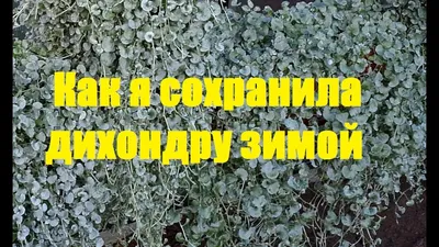 Купить Дихондра Сильвер фэлл 10,5/-20/ в питомнике в Москве.  Интернет-магазин саженцев Садовый центр № 1