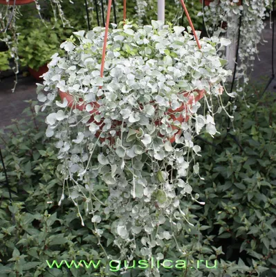 Dichondra argentea 'SILVER FALLS' - Дихондра серебристая - купить семена на  Tropics Seeds.