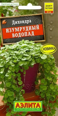 Дихондра Серебряный водопад - «Цветок для сада и балкона, а также для  комнатного подоконника » | отзывы