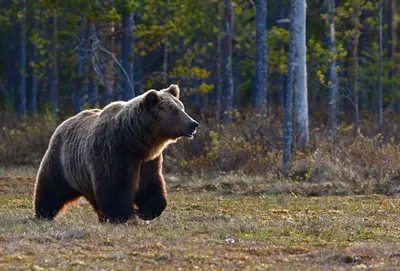 Дикие животные выходят в город, потеряв страх перед кормящим их человеком —  томские власти - Томский Обзор – новости в Томске сегодня