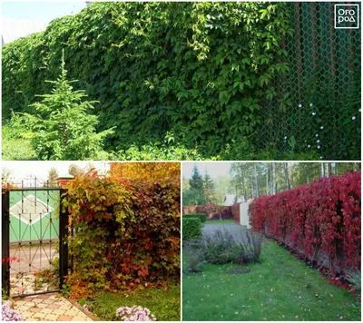 Купить Виноград девичий Parthenocissus quinquefolia - в питомнике Флорини