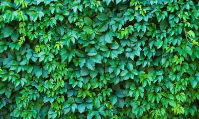 Parthenocissus quinquefolia - Виноград девичий пятилисточковый