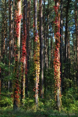 ЛЕ-Дикий Виноград