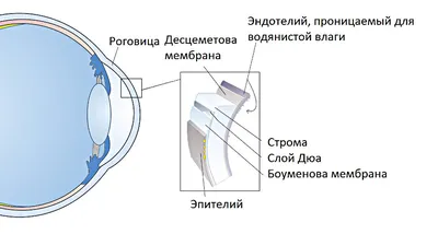 Мышечная дистрофия - онлайн-пазл