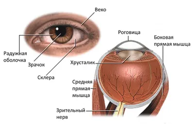 Ногтевая студия Симферополь - Срединная каналообразная дистрофия ногтей  (также известна как \"Dystrophia unguis mediana canaliformis\", \"серединная  каналиформная дистрофия Хеллера\") — дистрофическое поражение ногтей,  характеризующееся образованием на ...