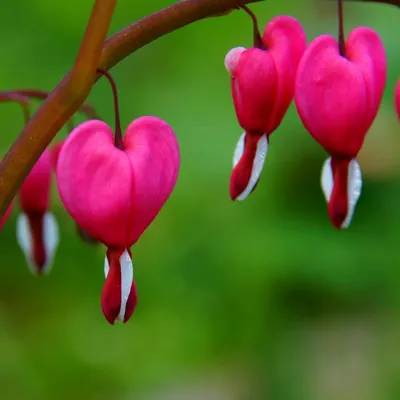 Дицентра классическая белая. (Dicentra spectabilis) купить в  интернет-магазине ЦВІТСАД с доставкой по Украине