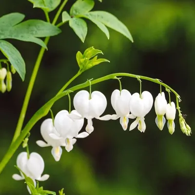 Дицентра великолепная Spring Gold — Купить саженцы в Екатеринбурге в  интернет-магазине питомника «Зеленый дом»