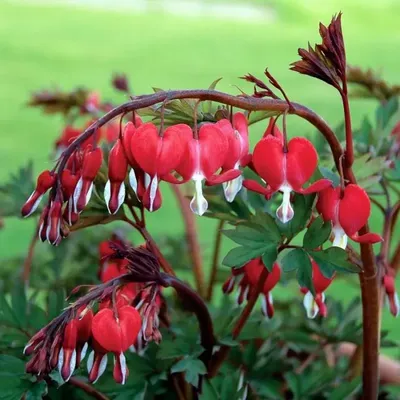 Купить Дицентра красивая Лакшариэнт Dicentra formosa Luxuriant - в  питомнике Флорини