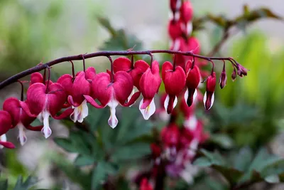 Дицентра великолепная (Dicentra spectabilis) | BOTSAD.BY