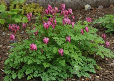 Дицентра великолепная (Dicentra spectabilis) - Дицентра великолепная -  Дицентра - Многолетники - Каталог - LESKOVO-PITOMNIK.ru