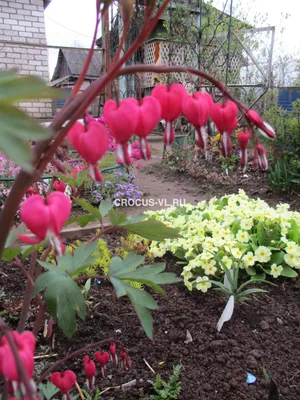 Дицентра великолепная Yellow Leaf - Дицентра - GardenPlants