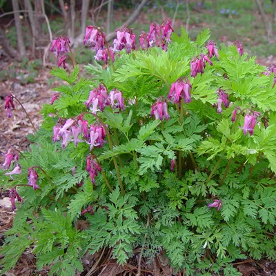 Дицентра великолепная (Lamprocapnos spectabilis) - PictureThis