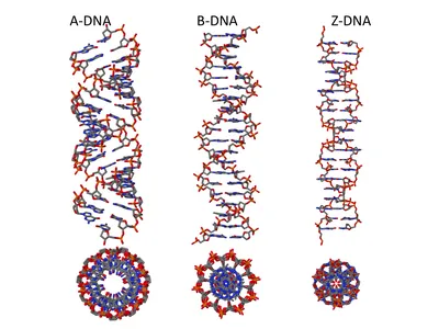 Набор для опытов «Молекула ДНК» купить в Чите Биология в интернет-магазине  Чита.дети (9176778)