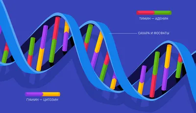 Как выглядит ДНК человека: фото под микроскопом — Блог MyGenetics